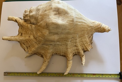Giant spider conch - spider, (lambis