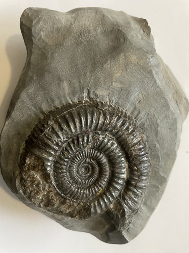 Dactylioceras ammonite fossil - ammonite,