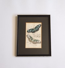 Vintage Framed Butterflies Print Black  Hogarth Style Frame 10.5” X 8.5”