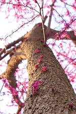 Cercis siliquastrum judas - siliquastrum, /