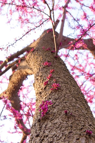 Cercis siliquastrum judas - cercis, /