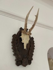 Shed Antlers of a Roe Deer 565