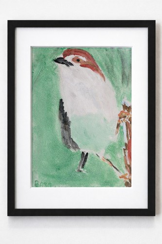 Bird alight robin - bird, colorful
