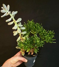 Crassula Ovata Golium. Very