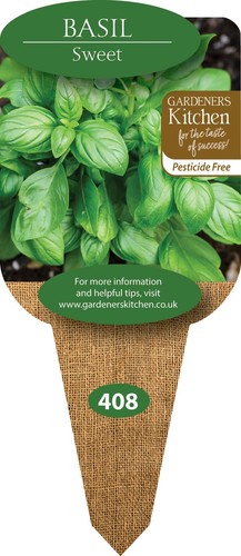 Basil sweet x 10cm - basil, 3
