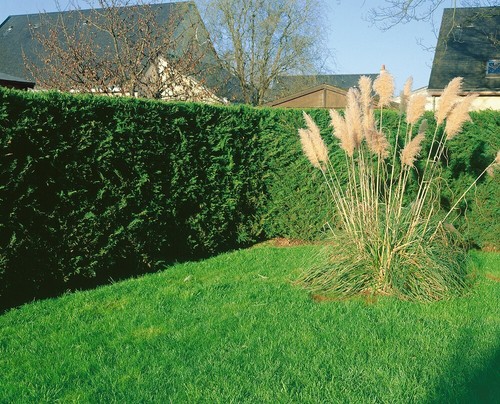 X10 leylandii green - [x10],
