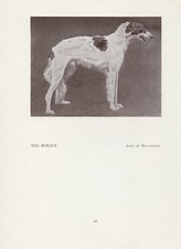 BORZOI RUSSIAN WOLFHOUND OLD