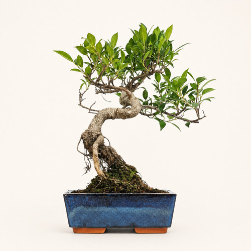 Ficus microcarpa - microcarpa, (banyan