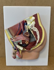 Timin Anatomy Professional