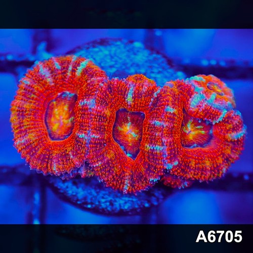Item a6705lw6705 wysiwyg - item#a6705lw6705(s),