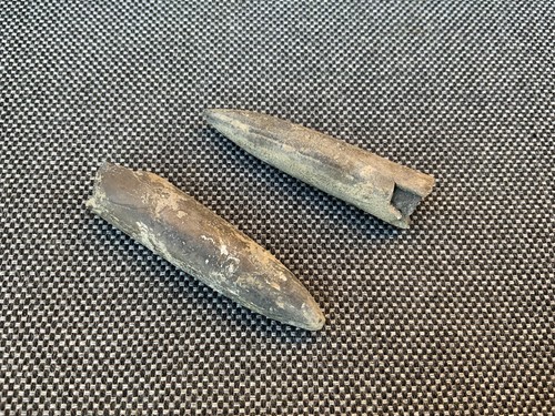 Belemnite fossil - (squid),