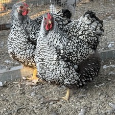Silver Laced Wyandotte