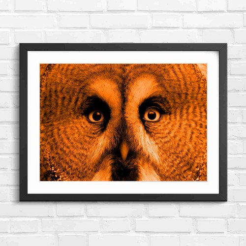 Intense owl portrait orange - owl,