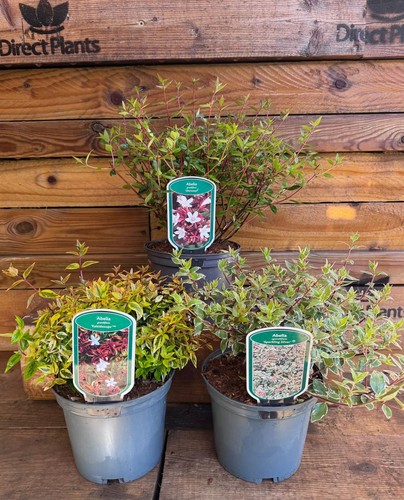 Mixed large abelia evergreen - large,