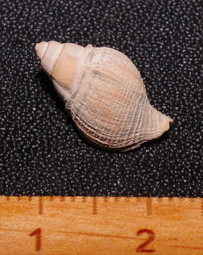 Very rare eocene gastropod - very,
