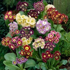 350 seeds PRIMROSE AURICULA