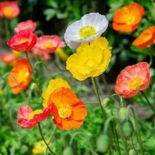 6 Poppy Nudicaule Alpine Mixed