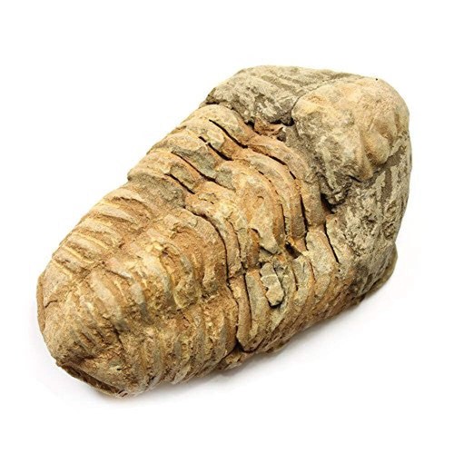 Calymene trilobite fossil - trilobite,
