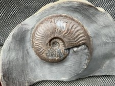 Pseudolioceras sp. Jurassic