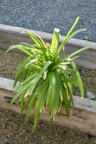 Agapanthus africanus