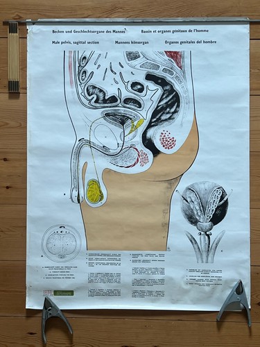 Vintage anatomical poster - vintage,