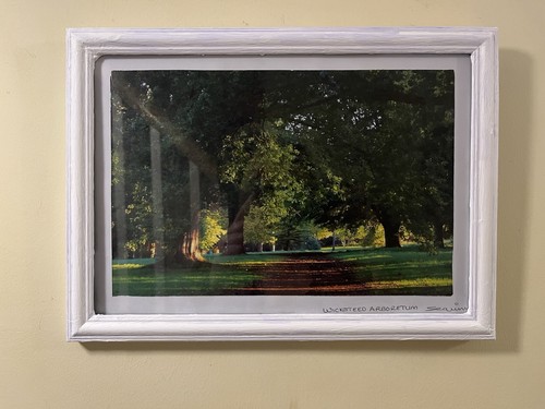 Wicksteed arboretum photo - arboretum,