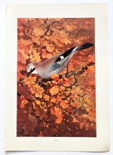 JAY -  1916 Antique Bird