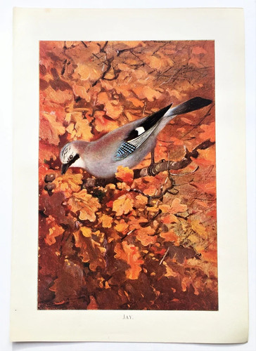 Jay 1916 antique bird - ,