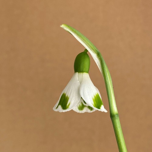 Galanthus plicatus trym - plicatus,