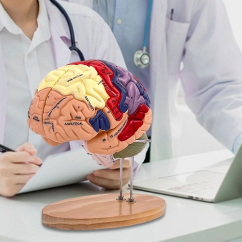 Human brain model - human,