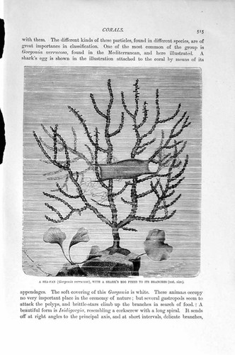 Original old antique print - original,