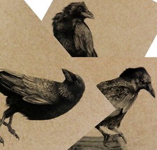 3 pack of crow prints on
