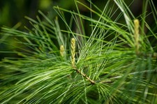 Colum Pinus strobus 'Stowe