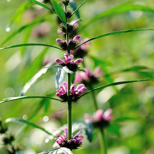 Leonurus sibirica seeds - sibirica,