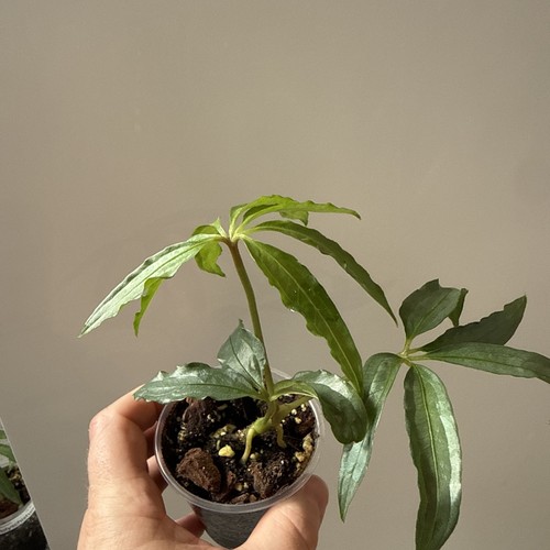 Anthurium polyschistum 3 - anthurium, #3