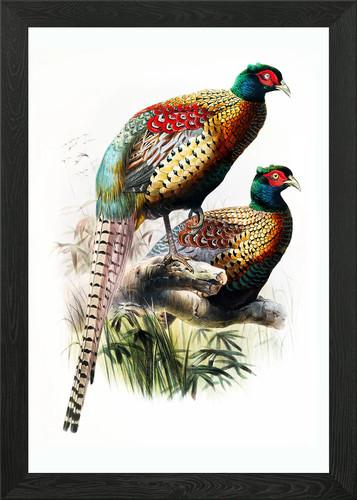 Two pheasants branch framed - two,
