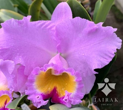 Rare cattleya rlc mishima - cattleya,