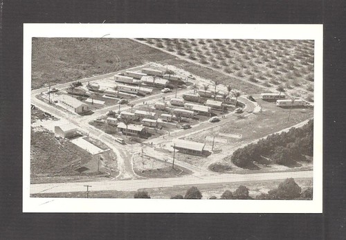 Postcard parakeet city - ,