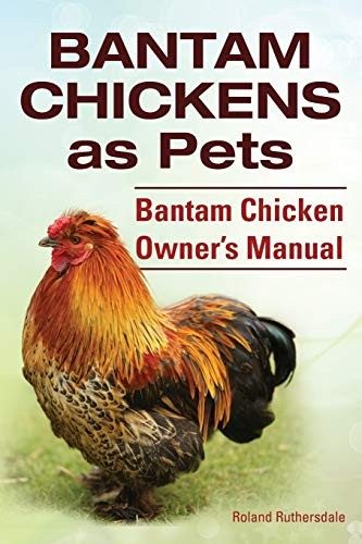 Bantam chickens - bantam, chickens.