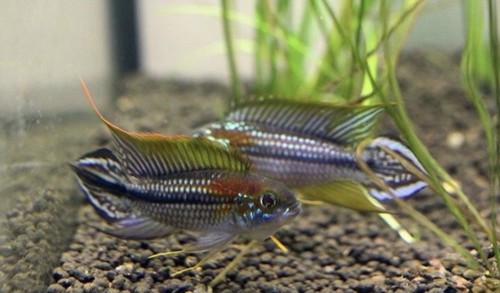 Breeding pair 1 - breeding,