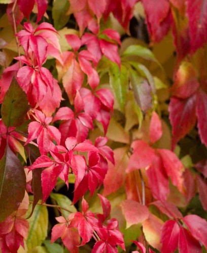 Parthenocissus quinquefolia