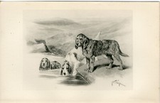 OTTERHOUND RARE 1897 ANTIQUE