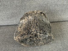 Fossil Cetecean Whale Vertebra