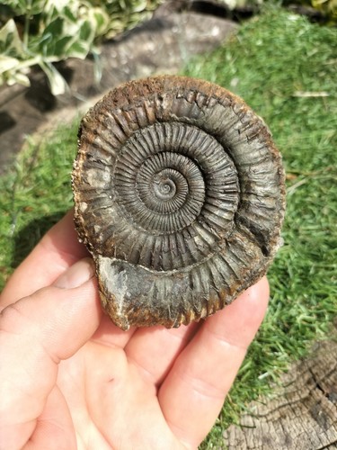 Large dactylioceras - large, sp