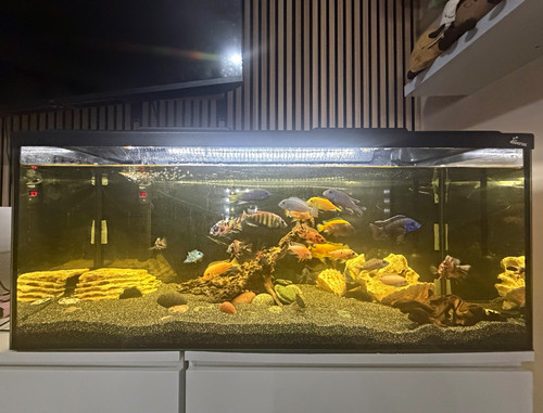 240l glass rectangular fish - ,