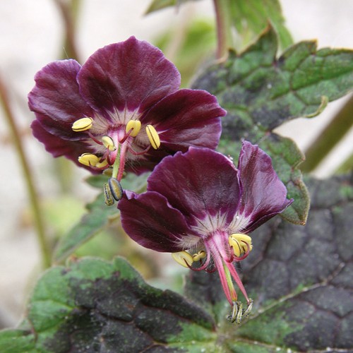 Geranium samobor mourning - geranium,