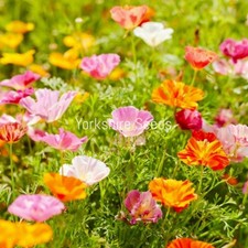 3000x California Poppy Mission
