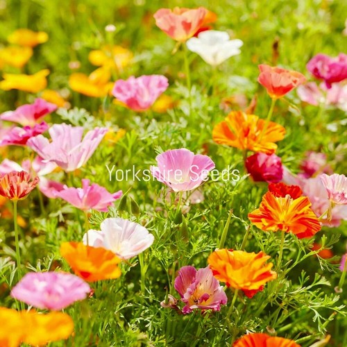 3000x california poppy mission - california,