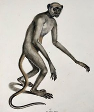 1824 Woolly Spider Monkey