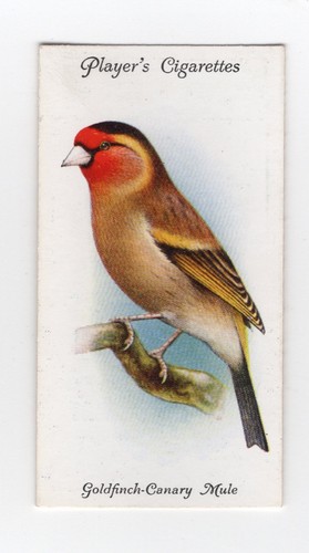 Aviary cage bird cigarette - &,